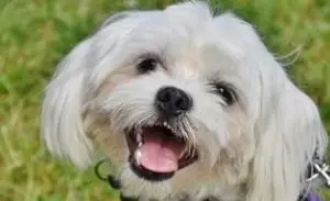 Maltese puppies are usually happy dogs