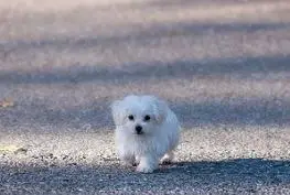 Small size Maltese can be called Teacup Maltese