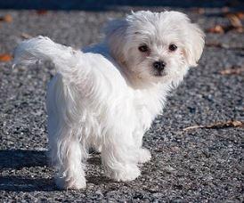 how do you stop a maltese from barking