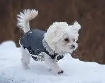 Maltese exercising even in the cold.