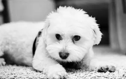 A clean Maltese puppy