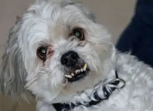 Aggressive Maltese dog