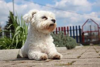 how do you stop a maltese from barking