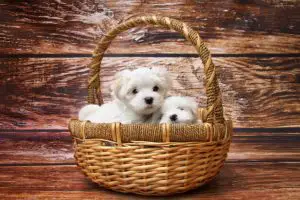 Maltese Puppies from Pregnancy