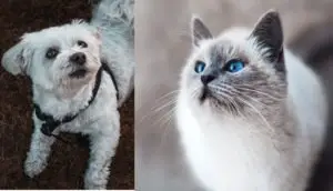 Maltese Dog and Cat