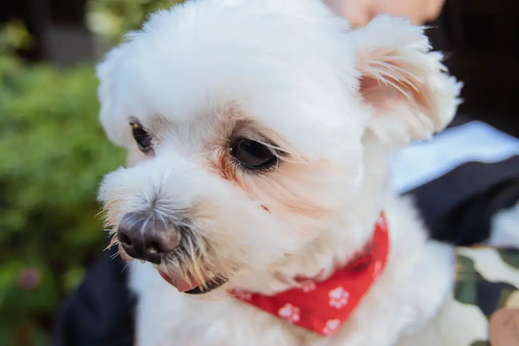 Beautiful Maltese puppy