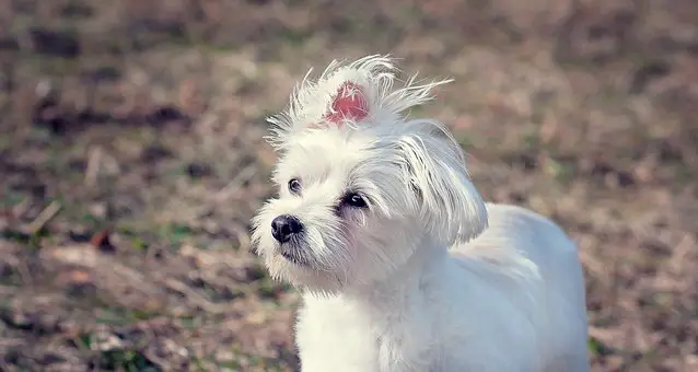 White Shaker Syndrome can affect Maltese Puppies