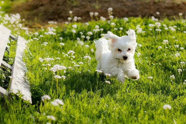 Maltese dog running in the grass